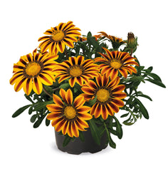 Gazania Zany Orange Flame