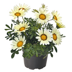 Gazania Zany White