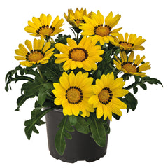 Gazania Zany Yellow