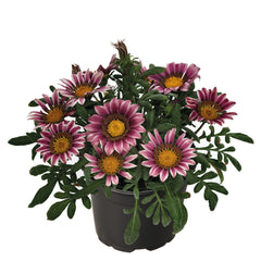 Gazania Zany Pink