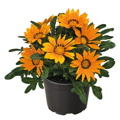 Gazania Zany Orange