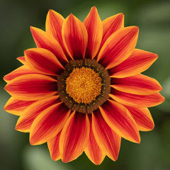 Gazania Big Kiss Orange Flame