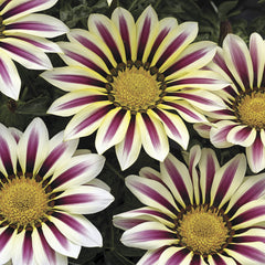 Gazania Big Kiss White Flame