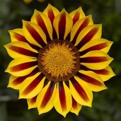 Gazania Big Kiss Yellow Flame