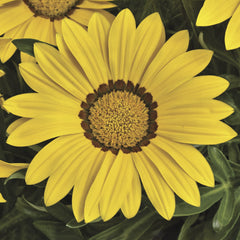 Gazania Big Kiss Yellow