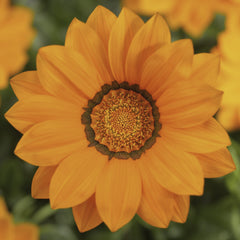 Gazania Big Kiss Orange