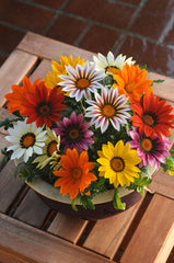 Gazania New Day Mixture CT