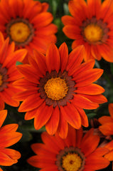 Gazania New Day Bronze Shades CT