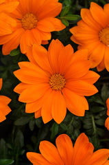 Gazania New Day Clear Orange CT