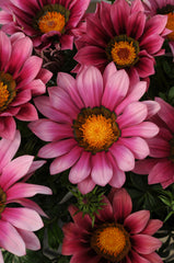 Gazania New Day Pink Shades CT