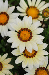 Gazania New Day White CT