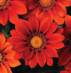 Gazania New Day Red Shades CT