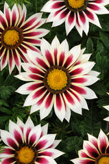 Gazania New Day Rose Stripe CT