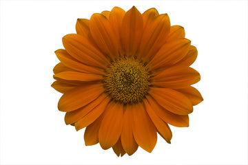 Gazania Enorma Orange w/Ring