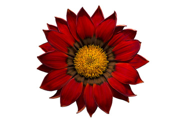 Gazania Enorma Red w/Ring