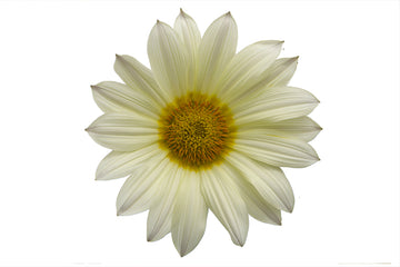 Gazania Enorma Vanilla