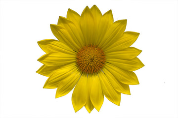 Gazania Enorma Yellow
