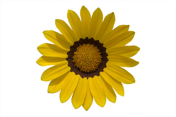 Gazania Enorma Yellow w/ Ring