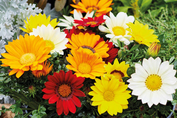 Gazania Enorma Mixture