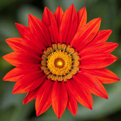 Gazania Kiss Red