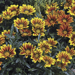 Gazania Frosty Kiss Flame Mix