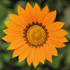 Gazania Kiss Orange