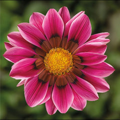 Gazania Kiss Rose