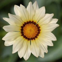 Gazania Kiss White