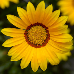 Gazania Kiss Yellow