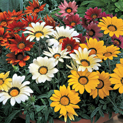 Gazania Kiss Mixture