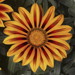 Gazania Frosty Kiss Orange Flame
