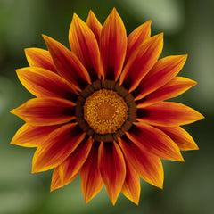 Gazania Kiss Golden Flame