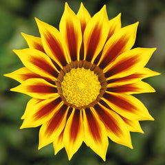 Gazania Kiss Yellow Flame