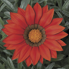 Gazania Frosty Kiss Red