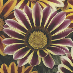 Gazania Kiss Flame Mix
