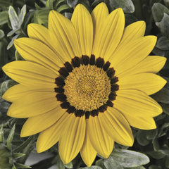 Gazania Frosty Kiss Yellow