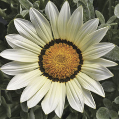 Gazania Frosty Kiss White