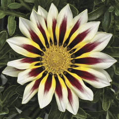 Gazania Frosty Kiss White Flame