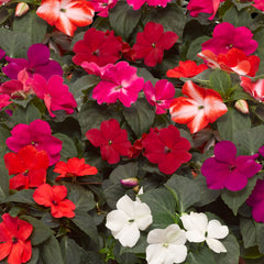 Impatiens Imara XDR Mix