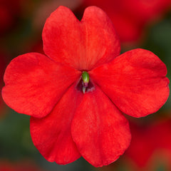 Impatiens Imara XDR Orange