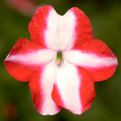 Impatiens Imara XDR Orange Star