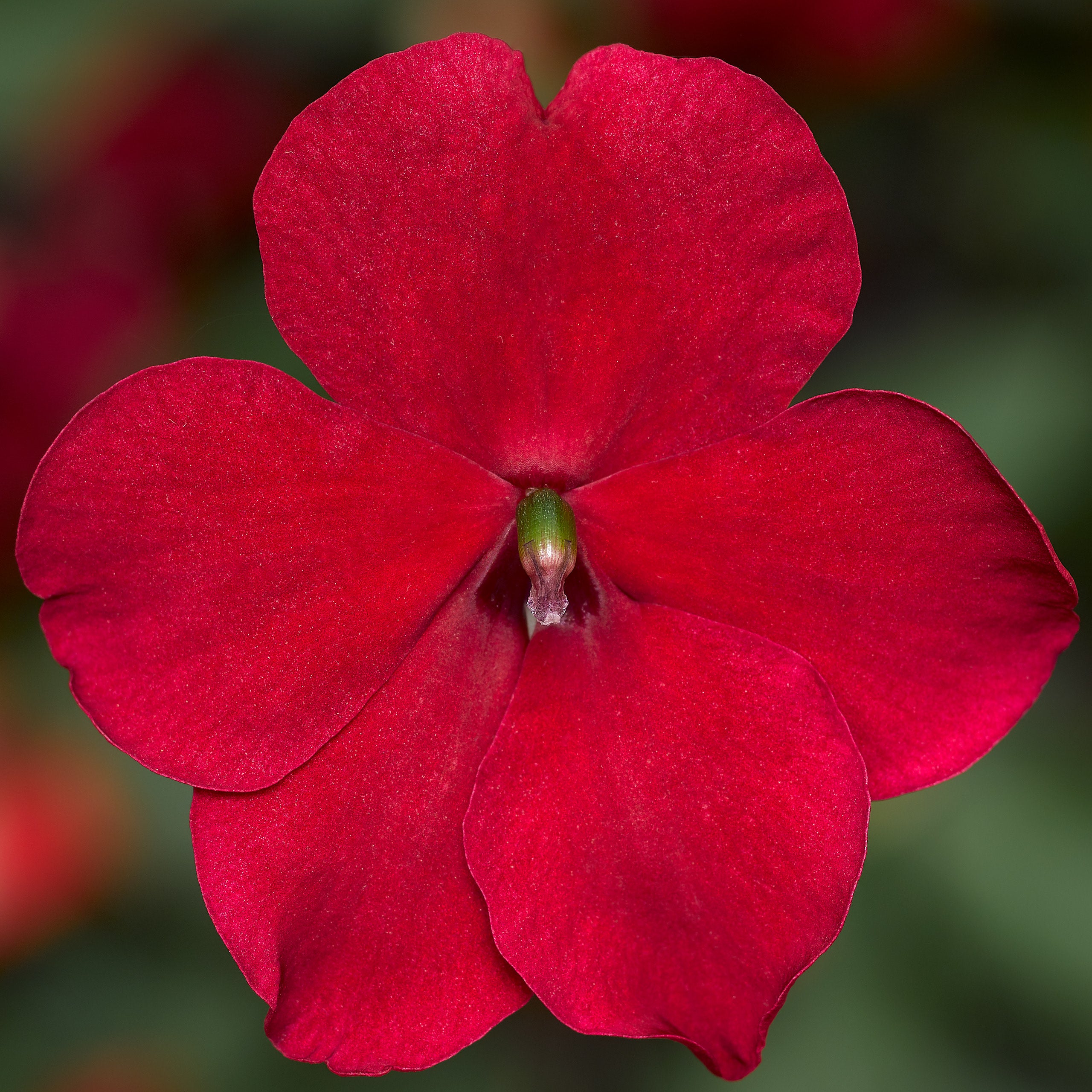 Impatiens Imara XDR Red – Vis Seed