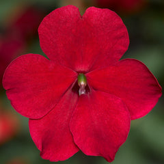 Impatiens Imara XDR Red