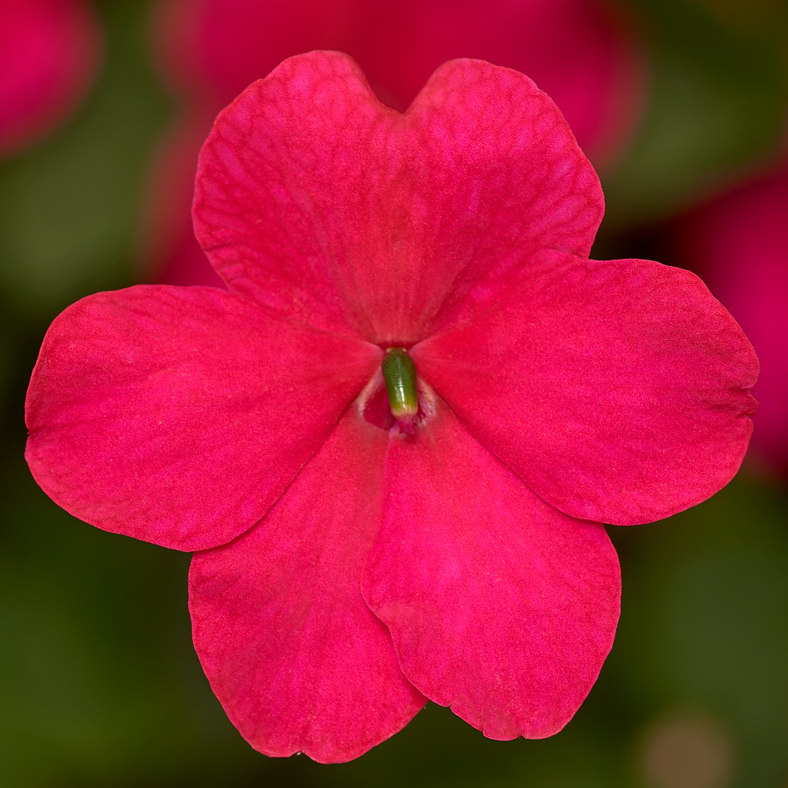 Impatiens Imara XDR Rose – Vis Seed