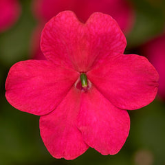 Impatiens Imara XDR Rose