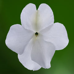 Impatiens Imara XDR White