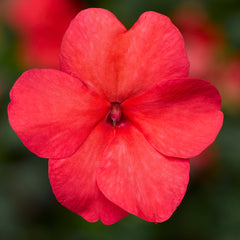 Impatiens Imara XDR Salmon Shades
