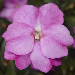 New Guinea Impatiens Florific Lavender