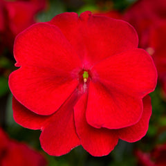 New Guinea Impatians Florific Red