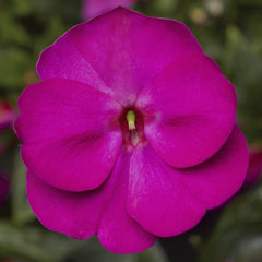 New Guinea Impatians Florific Violet